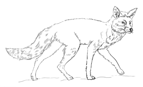 Realistic Red Fox Coloring Page